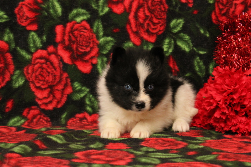 puppy, for, sale, Pomsky, Matthew B. Stoltzfus, dog, breeder, Gap, PA, dog-breeder, puppy-for-sale, forsale, nearby, find, puppyfind, locator, puppylocator, aca